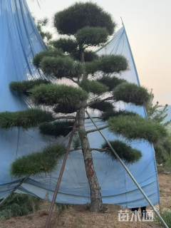 30公分高杆精品造型松