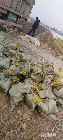 高度15厘米金叶石菖蒲