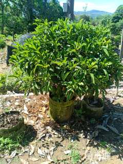 高度80厘米非洲茉莉