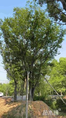 112公分丛生朴树