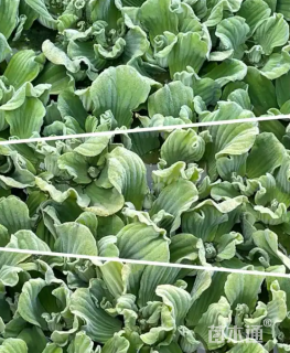 高度10厘米大薸