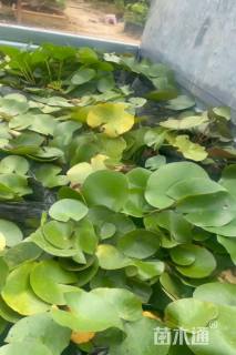 高度20厘米荇菜