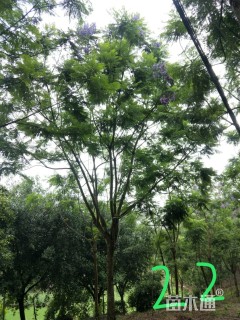 22公分蓝花楹