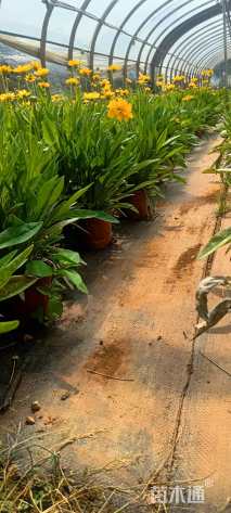 高度10厘米金鸡菊