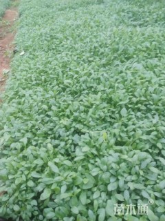 高度5厘米夜来香