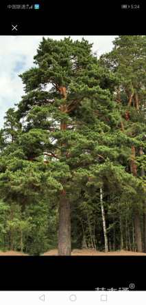 高度4500厘米马尾松