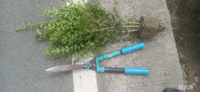 高度50厘米小叶女贞