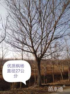 12公分朴树