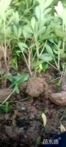 高度30厘米杜鹃