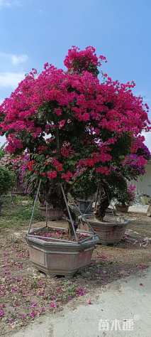 高度200厘米三角梅