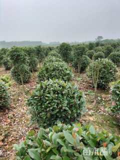 冠幅100厘米红叶石楠球