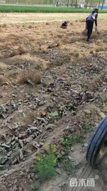 高度30厘米紫穗槐