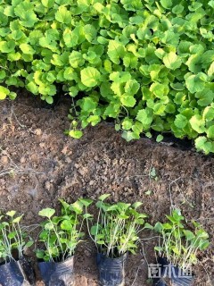 高度10厘米二月兰