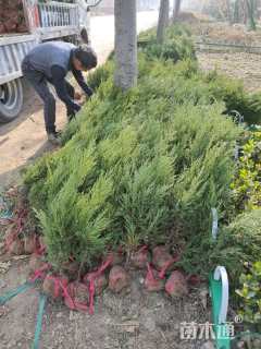 高度60厘米塔柏