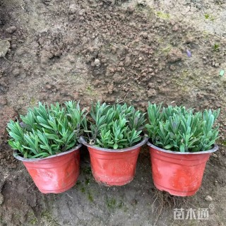 高度18厘米薰衣草