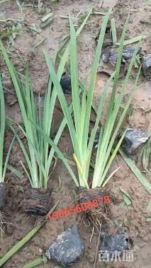高度25厘米水生鸢尾