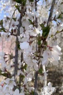 13公分雪喷泉垂枝樱