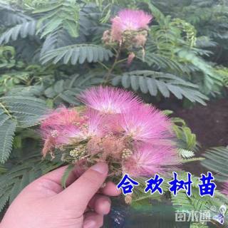 8公分合欢