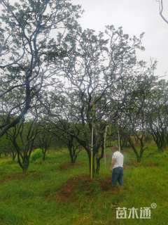 20公分丛生香橼