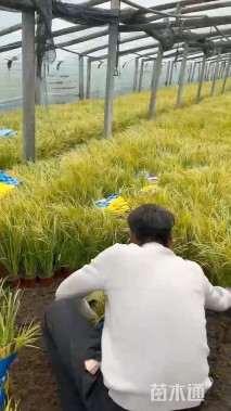 高度20厘米金叶石菖蒲