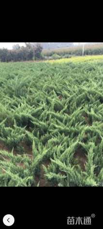 高度30厘米沙地柏