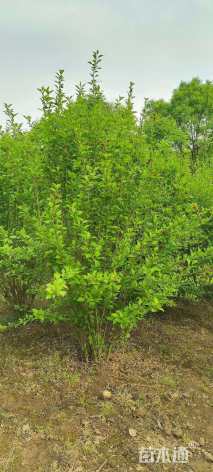 高度250厘米丛生木槿