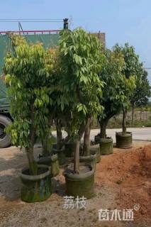 8公分荔枝