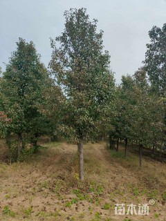 10公分彩叶豆梨