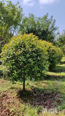 冠幅280厘米红叶石楠球