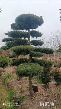 15公分造型黄杨