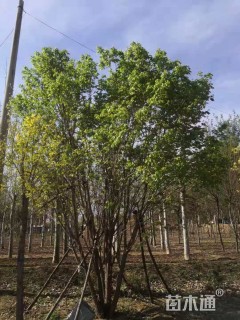 高度500厘米丛生五角枫