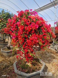 高度200厘米三角梅