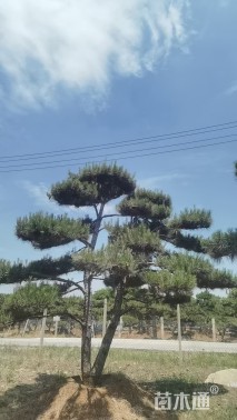 10公分造型油松