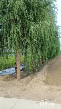 15公分西湖垂柳