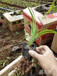 高度20厘米红宝石萱草