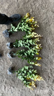 高度50厘米金森女贞