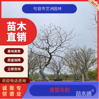 25公分造型乌桕