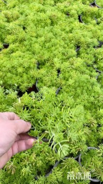 高度30厘米金叶佛甲草