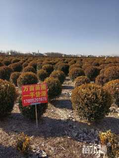 冠幅150厘米瓜子黄杨球