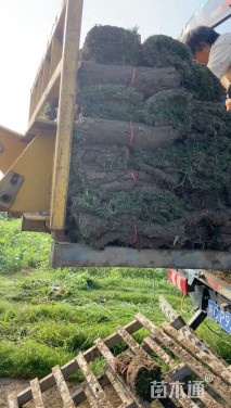 草卷状百慕大草