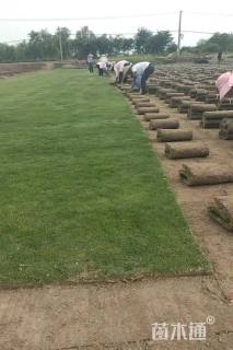 草卷状马尼拉草