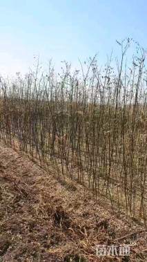 高度2厘米国槐小苗