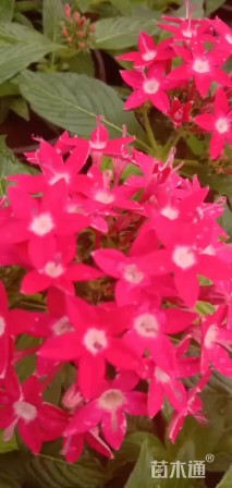 高度30厘米五星花