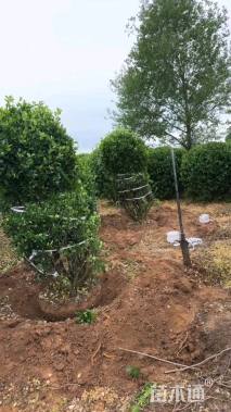 冠幅250厘米卫矛球