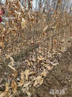 高度300厘米板栗