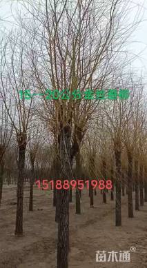 16公分金丝垂柳