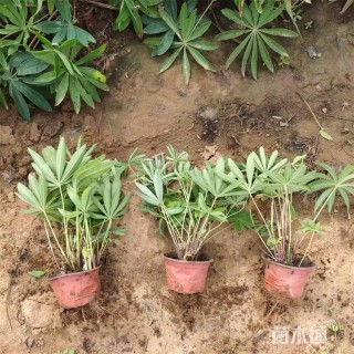 高度22厘米羽扇豆