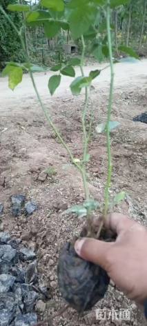 高度40厘米丰花月季