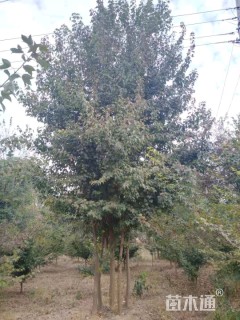 高度600厘米丛生三角枫
