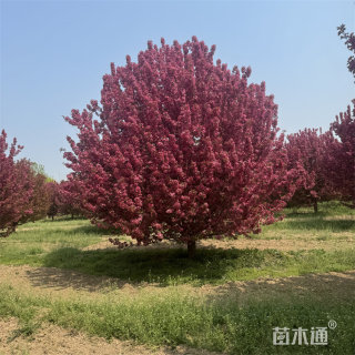 13公分北美海棠